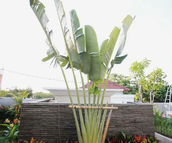 Vanilla Guest house Jimbaran (Bali)